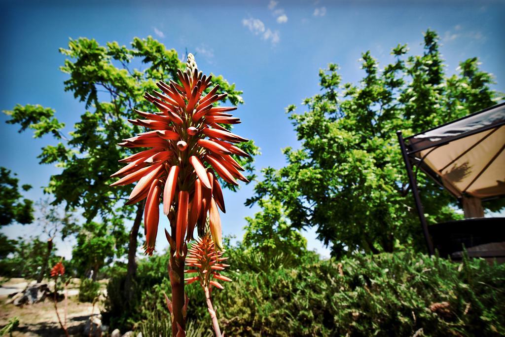Masseria Pitanni Gallipoli Εξωτερικό φωτογραφία